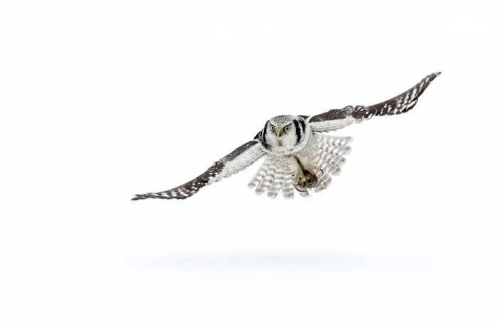 Framed Print : RF- Hawk owl (Surnia ulula) in flight, Finland. March