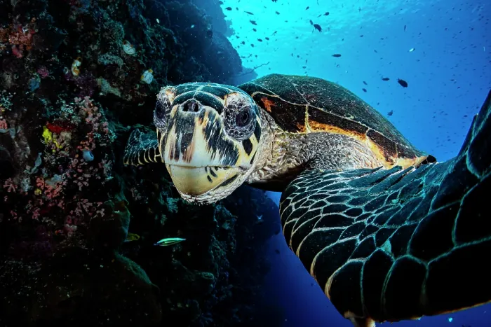 Framed Print : RF - Hawksbill sea turtle (Eretmochelys imbricata) portrait, Siladan Island, North Sulawesi, Indonesia, Pacific Ocean. Critically endangered Framed Print : RF - Hawksbill sea turtle (Eretmochelys imbricata) portrait, Siladan Island, North Sulawesi, Indonesia, Pacific Ocean. Critically endangered
