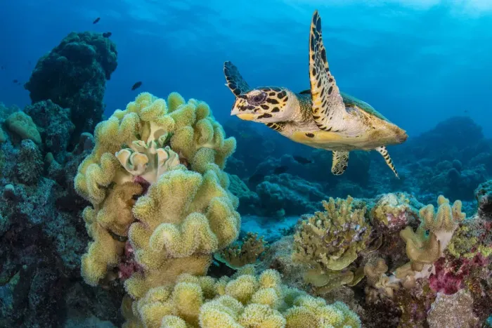 Framed Print : RF - Hawksbill turtle (Eretmochelys imbricata) swimming over Leather corals (Sarcophyton sp. ) on a coral reef, Laamu Atoll, Maldives, Indian Ocean. (This image may be licensed either as rights managed or royalty free. ) Framed Print : RF - Hawksbill turtle (Eretmochelys imbricata) swimming over Leather corals (Sarcophyton sp. ) on a coral reef, Laamu Atoll, Maldives, Indian Ocean. (This image may be licensed either as rights managed or royalty free. )