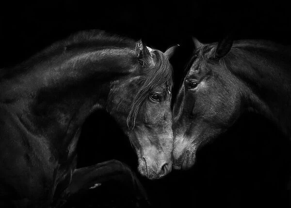 RF - Head portrait of black Andalusian mare and stallion meeting for the first time in Spain