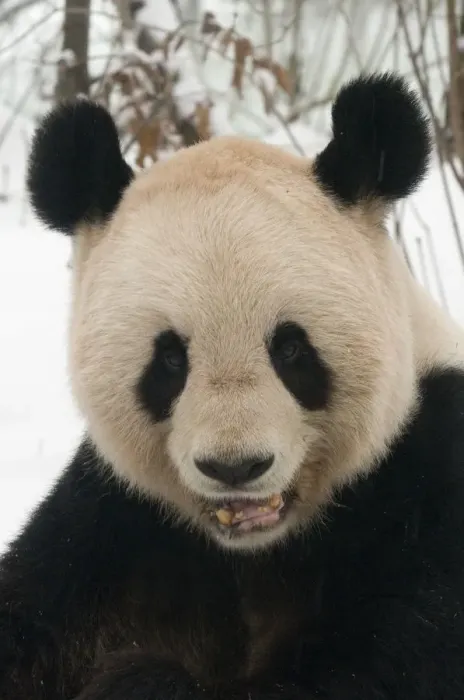 Framed Print : RF- Head portrait of Giant panda (Ailuropoda melanoleuca) chewing on bamboo in snow Framed Print : RF- Head portrait of Giant panda (Ailuropoda melanoleuca) chewing on bamboo in snow