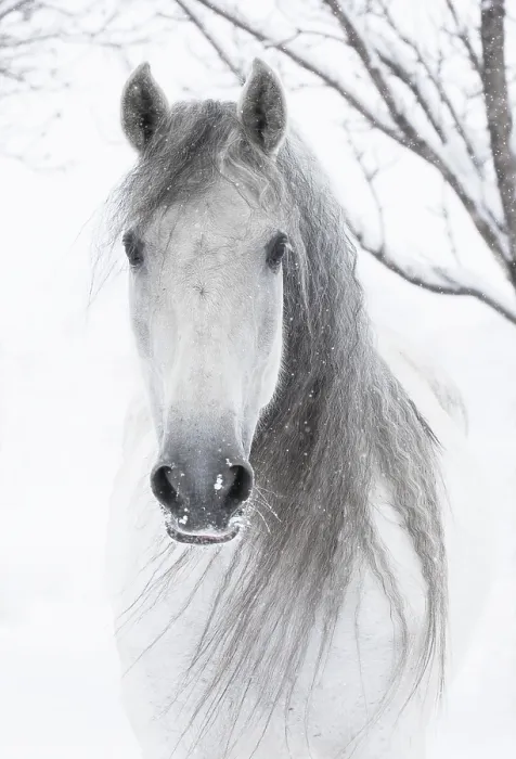 Framed Print : RF - Head portrait of grey Andalusian mare with long mane in snow, Berthoud, Colorado, USA. January Framed Print : RF - Head portrait of grey Andalusian mare with long mane in snow, Berthoud, Colorado, USA. January