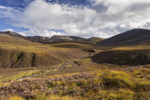 RF - Heather moorland in the foothills of the Cairngorm mountains, Scotland, UK. August