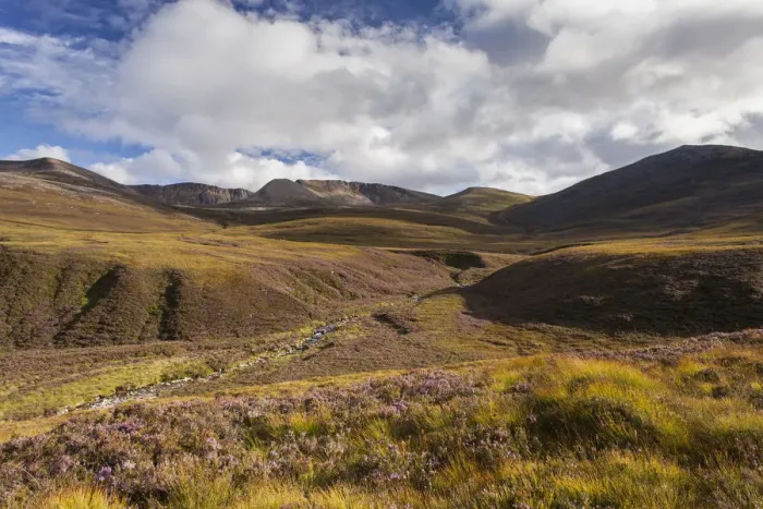 Framed Print : RF - Heather moorland in the foothills of the Cairngorm mountains, Scotland, UK. August Framed Print : RF - Heather moorland in the foothills of the Cairngorm mountains, Scotland, UK. August