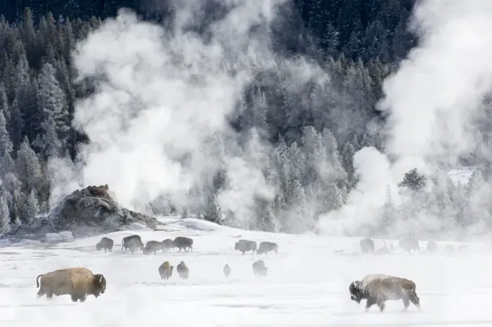Framed Print : RF - Herd of American Bison (Bison bison) around geo-thermal features. Firehole River Valley