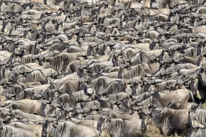 Framed Print : RF - Herds of White-bearded wildebeest (Connochaetes taurinus albojubatus