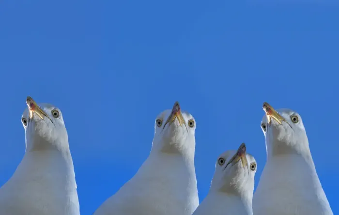 Framed Print : RF - Herring gull (Larus argentatus) with blue sky, England, UK, Digital composite Framed Print : RF - Herring gull (Larus argentatus) with blue sky, England, UK, Digital composite