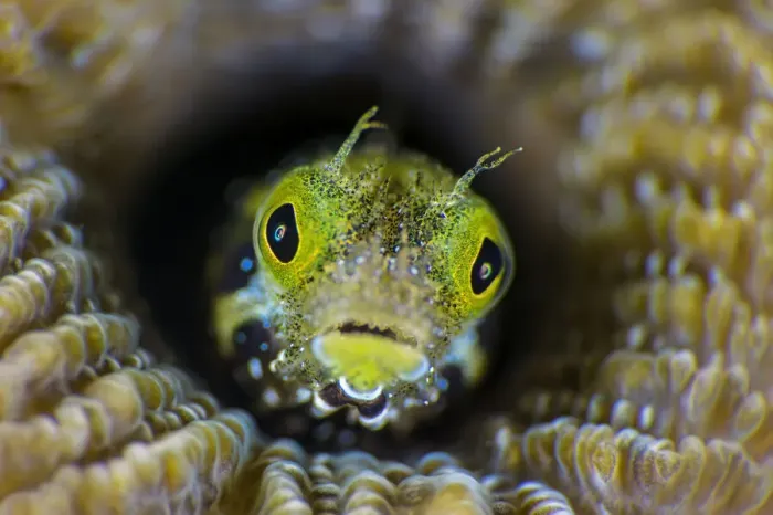Framed Print : RF - High magnification photo of Secretary blenny (Acanthemblemaria maria Framed Print : RF - High magnification photo of Secretary blenny (Acanthemblemaria maria
