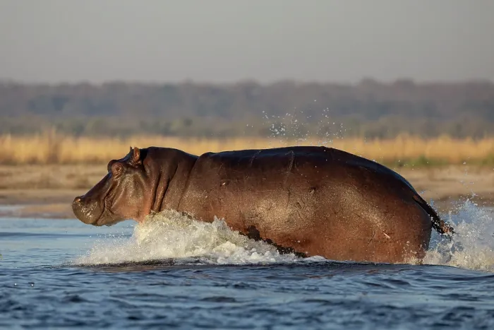 Framed Print : RF - Hippopotamus (Hippopotamus amphibius) running through river, Chobe River, Chobe National Park, Botswana Framed Print : RF - Hippopotamus (Hippopotamus amphibius) running through river, Chobe River, Chobe National Park, Botswana