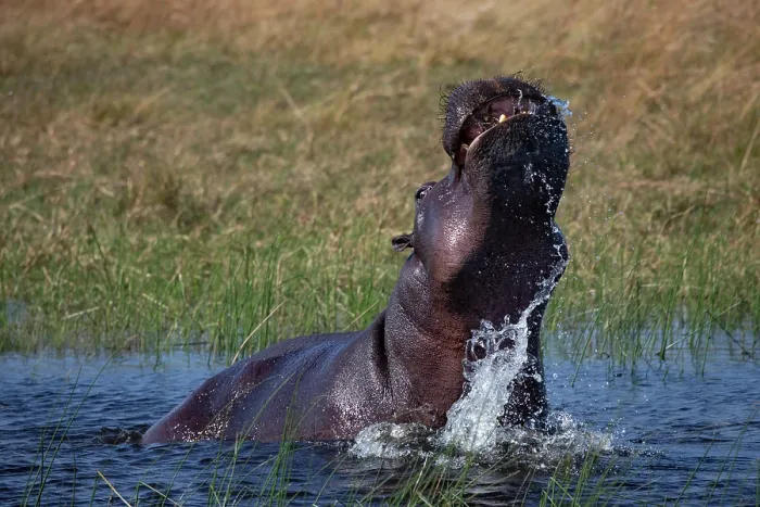 Framed Print : RF - Hippopotamus (Hippopotamus amphibius) in water displaying aggressive behaviour, Okavango Delta, Botswana Framed Print : RF - Hippopotamus (Hippopotamus amphibius) in water displaying aggressive behaviour, Okavango Delta, Botswana