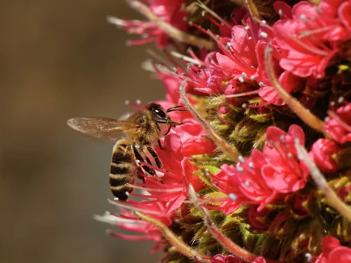 Framed Print : RF - Honey bee (Apis mellifera) nectaring from Mount Teide bugloss (Echium wildpretii) flowers, Teide National Park, Tenerife, Canary Islands, May Framed Print : RF - Honey bee (Apis mellifera) nectaring from Mount Teide bugloss (Echium wildpretii) flowers, Teide National Park, Tenerife, Canary Islands, May
