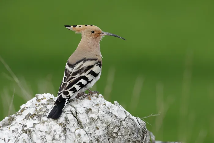 Framed Print : RF - Hoopoe (Upupa epops) perched on a rock, Navarre, Spain. March. (This image may be licensed either as rights managed or royalty free.) Framed Print : RF - Hoopoe (Upupa epops) perched on a rock, Navarre, Spain. March. (This image may be licensed either as rights managed or royalty free.)