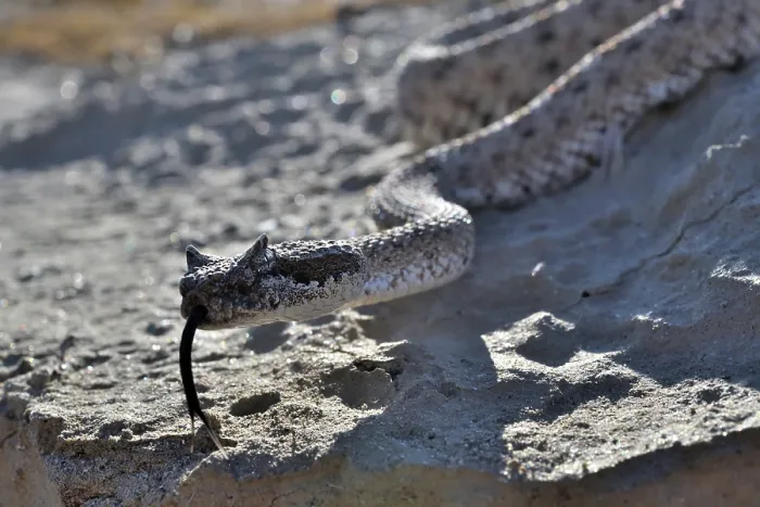 Framed Print : RF - Horned rattlesnake (Crotalus cerastes) with tongue out, moving over rocks, Anza-Borrego Desert State Park, California, USA Framed Print : RF - Horned rattlesnake (Crotalus cerastes) with tongue out, moving over rocks, Anza-Borrego Desert State Park, California, USA