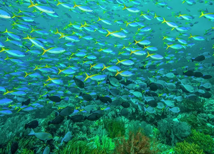 Framed Print : RF - Huge school of Blue and yellow fusiliers (Caesio teres) with a smaller school of Yellowmask surgeonfish (Acanthurus mata) Framed Print : RF - Huge school of Blue and yellow fusiliers (Caesio teres) with a smaller school of Yellowmask surgeonfish (Acanthurus mata)