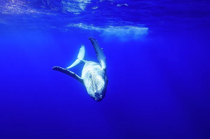 Framed Print : RF - Humpback whale (Megaptera novaeangliae) calf swimming upside down, off Tubuai, French Polynesia, Pacific Ocean Framed Print : RF - Humpback whale (Megaptera novaeangliae) calf swimming upside down, off Tubuai, French Polynesia, Pacific Ocean