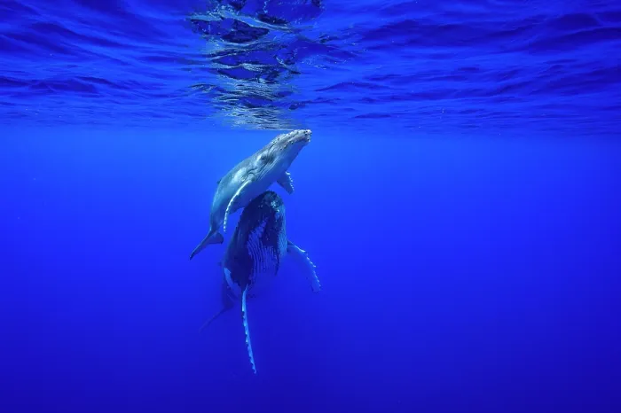 Framed Print : RF - Humpback whale (Megaptera novaeangliae) female and calf bonding underwater, off Tubuai, French Polynesia, Pacific Ocean Framed Print : RF - Humpback whale (Megaptera novaeangliae) female and calf bonding underwater, off Tubuai, French Polynesia, Pacific Ocean