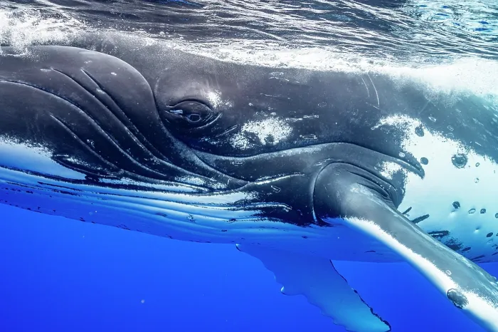 Framed Print : RF - Humpback whale (Megaptera novaeangliae) portrait, off Moorea, French Polynesia, Pacific Ocean. (This image may be licensed either as rights managed or royalty free.) Framed Print : RF - Humpback whale (Megaptera novaeangliae) portrait, off Moorea, French Polynesia, Pacific Ocean. (This image may be licensed either as rights managed or royalty free.)