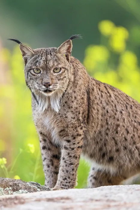 Framed Print : RF - Iberian lynx (Lynx pardinus) male, portrait, Sierra de Andujar, Jaen province, Spain. February. (This image may be licensed either as rights managed or royalty free.) Framed Print : RF - Iberian lynx (Lynx pardinus) male, portrait, Sierra de Andujar, Jaen province, Spain. February. (This image may be licensed either as rights managed or royalty free.)