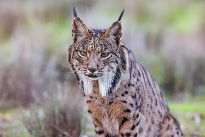 Framed Print : RF - Iberian lynx (Lynx pardinus) portrait, Castilla-La Mancha, Spain. November. (This image may be licensed either as rights managed or royalty free.) Framed Print : RF - Iberian lynx (Lynx pardinus) portrait, Castilla-La Mancha, Spain. November. (This image may be licensed either as rights managed or royalty free.)