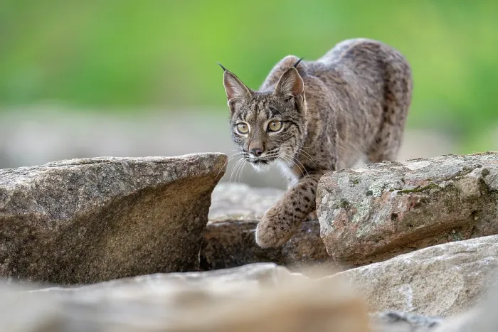 Framed Print : RF - Iberian lynx (Lynx pardinus) stalking, Sierra de Andujar, Andalucia, Spain. January. (This image may be licensed either as rights managed or royalty free.) Framed Print : RF - Iberian lynx (Lynx pardinus) stalking, Sierra de Andujar, Andalucia, Spain. January. (This image may be licensed either as rights managed or royalty free.)