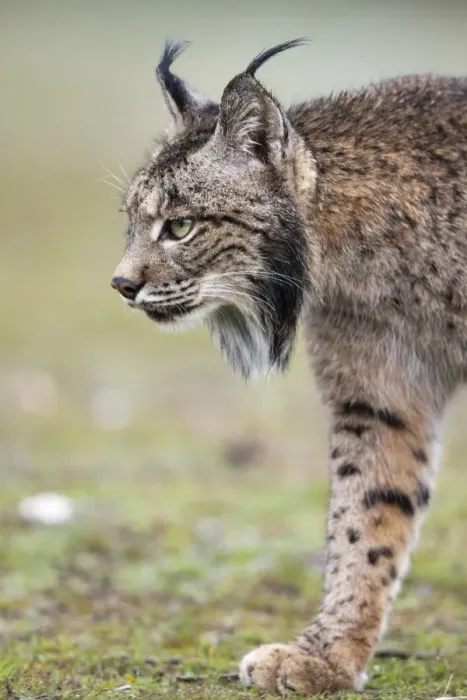 Framed Print : RF - Iberian lynx (Lynx pardinus) walking, Parque Natural Sierra de Andujar, Andalucia Framed Print : RF - Iberian lynx (Lynx pardinus) walking, Parque Natural Sierra de Andujar, Andalucia