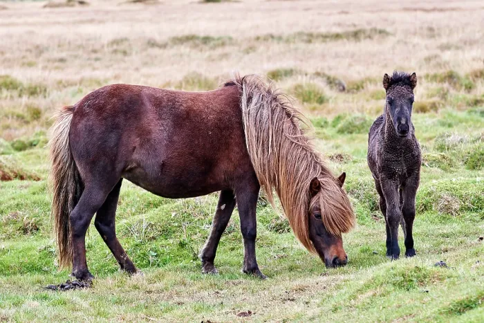 Framed Print : RF - Icelandic horse (Equus caballus) mare and foal, grazing on grassland, Iceland. September. (This image may be licensed either as rights managed or royalty free.) Framed Print : RF - Icelandic horse (Equus caballus) mare and foal, grazing on grassland, Iceland. September. (This image may be licensed either as rights managed or royalty free.)