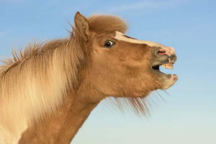 Framed Print : RF- Icelandic horse showing flehmen response, Iceland. July Framed Print : RF- Icelandic horse showing flehmen response, Iceland. July