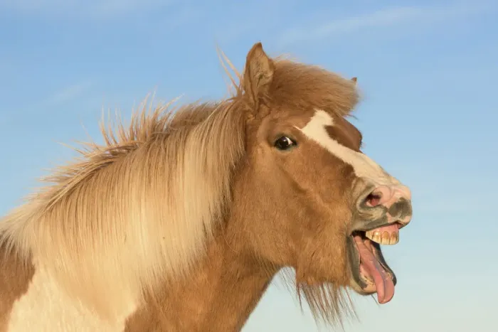 Framed Print : RF- Icelandic horse showing flehmen response, Iceland. July Framed Print : RF- Icelandic horse showing flehmen response, Iceland. July