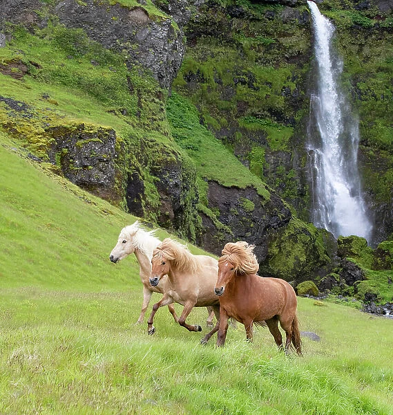 RF - Icelandic horses, three running through grassland, waterfall in background. Southern Iceland. June 2018. (This image may be licensed either as rights managed or royalty free.)