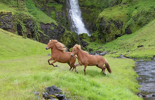 RF - Icelandic horses, two running through grassland beside stream, waterfall in background. Southern Iceland. June 2018. (This image may be licensed either as rights managed or royalty free.)