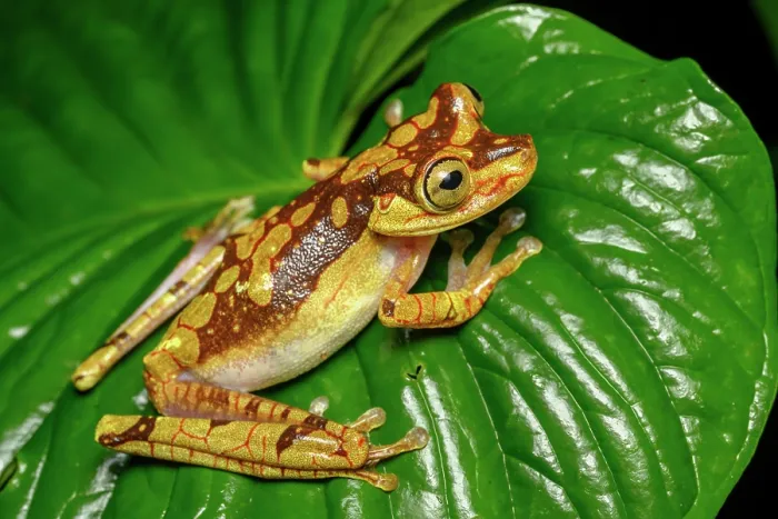 Framed Print : RF - Imbabura tree frog (Boana picturata) resting on a leaf in rainforest understorey, Choco forest, western Andean slope, Ecuador Framed Print : RF - Imbabura tree frog (Boana picturata) resting on a leaf in rainforest understorey, Choco forest, western Andean slope, Ecuador