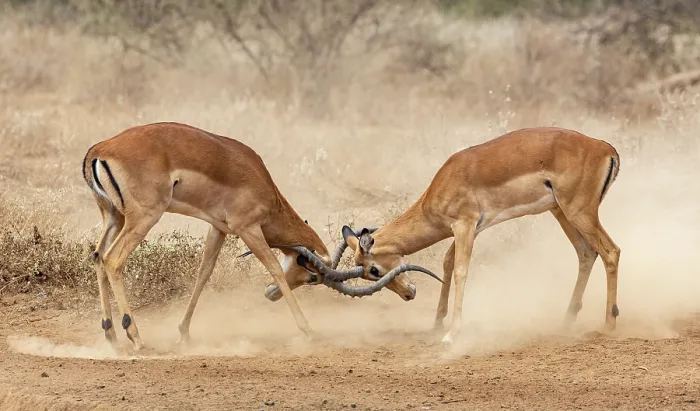 Framed Print : RF - Two Impala (Aepyceros melampus) males fighting, Amboseli National Park, Kenya. (This image may be licensed either as rights managed or royalty free.) Framed Print : RF - Two Impala (Aepyceros melampus) males fighting, Amboseli National Park, Kenya. (This image may be licensed either as rights managed or royalty free.)