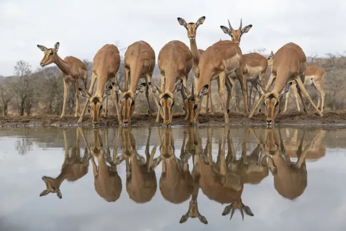 Framed Print : RF - Impala (Aepyceros melampus) at water with reflections, Zimanga game reserve, South Africa Framed Print : RF - Impala (Aepyceros melampus) at water with reflections, Zimanga game reserve, South Africa