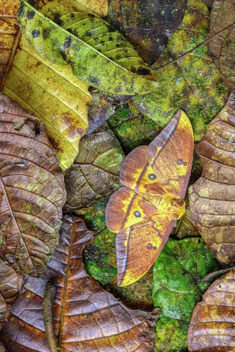Framed Print : RF - Imperial moth (Eacles imperialis) camouflaged in leaf litter. Kapari cloud forest, Choco, Pacific slope, Ecuador. Focus stacked Framed Print : RF - Imperial moth (Eacles imperialis) camouflaged in leaf litter. Kapari cloud forest, Choco, Pacific slope, Ecuador. Focus stacked