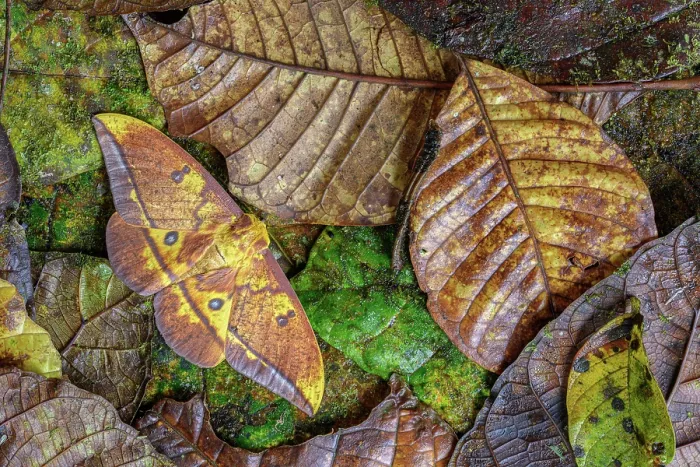 Framed Print : RF - Imperial moth (Eacles imperialis) camouflaged in leaf litter, Kapari cloud forest, Choco, Pacific slope, Ecuador. Focus stacked