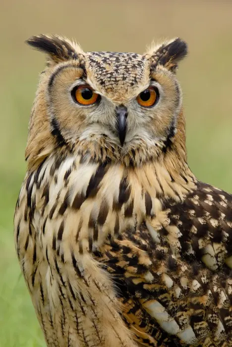 Framed Print : RF- Indian eagle owl (Bubo bengalensis) portrait, captive, from India Framed Print : RF- Indian eagle owl (Bubo bengalensis) portrait, captive, from India