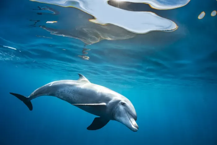 Framed Print : RF - Indian Ocean bottlenose dolphin (Tursiops aduncus) swimming just below the surface in sunlight, Gubal Island, Egypt, Red Sea. (This image may be licensed either as rights managed or royalty free. ) Framed Print : RF - Indian Ocean bottlenose dolphin (Tursiops aduncus) swimming just below the surface in sunlight, Gubal Island, Egypt, Red Sea. (This image may be licensed either as rights managed or royalty free. )