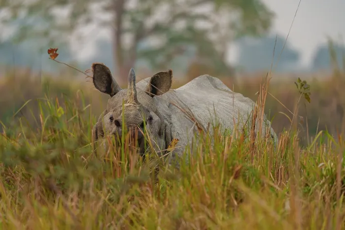Framed Print : RF - Indian rhinoceros (Rhinoceros unicornis) standing in long grass, Jim Corbett National Park, Uttarakhand, India Framed Print : RF - Indian rhinoceros (Rhinoceros unicornis) standing in long grass, Jim Corbett National Park, Uttarakhand, India