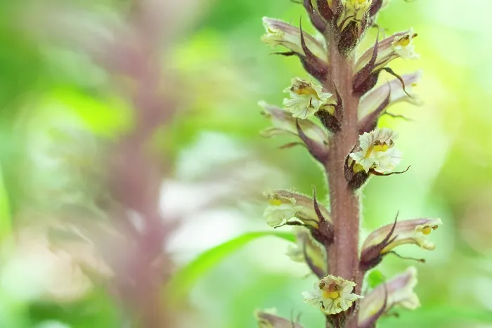 Framed Print : RF - Ivy broomrape (Orobanche hederae) in flower, Nijmegen, The Netherlands. June. (This image may be licensed either as rights managed or royalty free.) Framed Print : RF - Ivy broomrape (Orobanche hederae) in flower, Nijmegen, The Netherlands. June. (This image may be licensed either as rights managed or royalty free.)