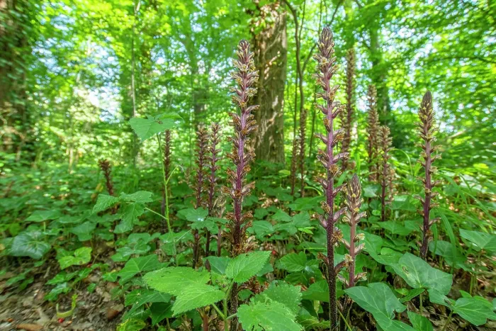 Framed Print : RF - Ivy broomrape (Orobanche hederae) growing among Ivy (Hedera helix), Nijmegen, The Netherlands. June. (This image may be licensed either as rights managed or royalty free.) Framed Print : RF - Ivy broomrape (Orobanche hederae) growing among Ivy (Hedera helix), Nijmegen, The Netherlands. June. (This image may be licensed either as rights managed or royalty free.)