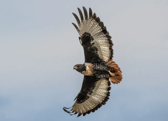 Framed Print : RF - Jackal buzzard (Buteo rufofuscus) in flight, Robertston, Cape Province, South Africa. (This image may be licensed either as rights managed or royalty free.) Framed Print : RF - Jackal buzzard (Buteo rufofuscus) in flight, Robertston, Cape Province, South Africa. (This image may be licensed either as rights managed or royalty free.)
