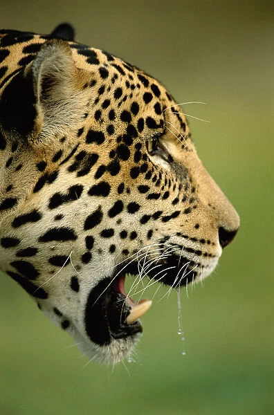 RF- Jaguar head profle portrait (Panthera onca) head portrait captive. Pantanal, Brazil
