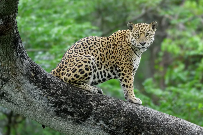 Framed Print : RF - Jaguar (Panthera onca) male, sitting on branch of a tree, Three Brothers River system, Porto Jofre, Pantanal, Brazil Framed Print : RF - Jaguar (Panthera onca) male, sitting on branch of a tree, Three Brothers River system, Porto Jofre, Pantanal, Brazil
