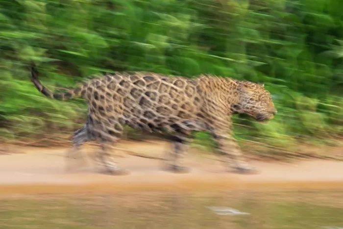 Framed Print : RF - Jaguar (Panthera onca) walking along sandy riverbank, Porto Jofre - Rio Cuiaba, Pantanal, Mato Grosso, Brazil Framed Print : RF - Jaguar (Panthera onca) walking along sandy riverbank, Porto Jofre - Rio Cuiaba, Pantanal, Mato Grosso, Brazil