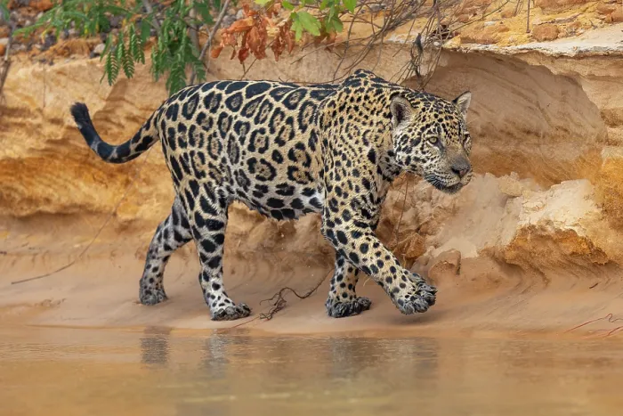 Framed Print : RF - Jaguar (Panthera onca) walking along sandy riverbank, Porto Jofre - Rio Cuiaba, Pantanal, Mato Grosso, Brazil Framed Print : RF - Jaguar (Panthera onca) walking along sandy riverbank, Porto Jofre - Rio Cuiaba, Pantanal, Mato Grosso, Brazil