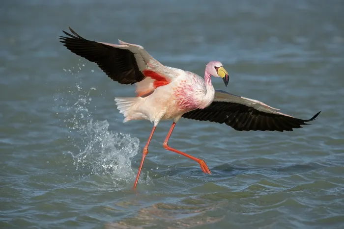 Framed Print : RF - James's flamingo (Phoenicoparrus jamesi) running on lake surface, taking flight, Laguna Hedionda, Altiplano, Bolivia