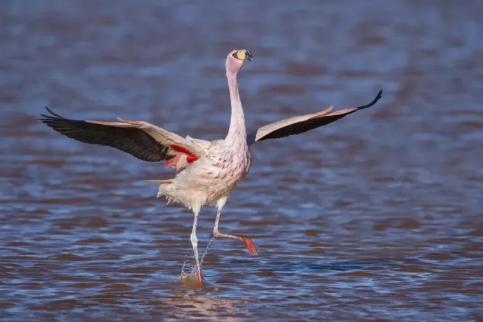 Framed Print : RF- Jamess flamingo (Phoenicoparrus jamesi) wings spread, taking off from water Framed Print : RF- Jamess flamingo (Phoenicoparrus jamesi) wings spread, taking off from water