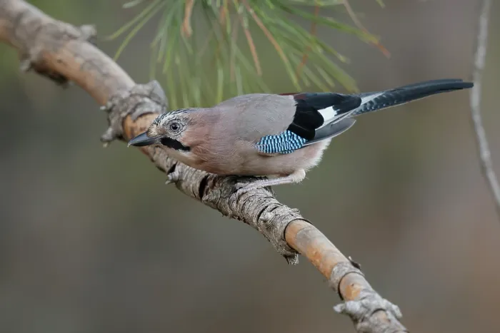 Framed Print : RF - Jay (Garrulus glandarius) perched on branch of a Pine (Pinus sp.) tree, La Rioja, Spain. August. (This image may be licensed either as rights managed or royalty free.) Framed Print : RF - Jay (Garrulus glandarius) perched on branch of a Pine (Pinus sp.) tree, La Rioja, Spain. August. (This image may be licensed either as rights managed or royalty free.)