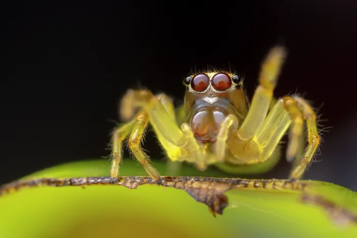 Framed Print : RF - Jumping spider (Salticidae) portrait, Yasuní National Park, Amazonian Ecuador. (This image may be licensed either as rights managed or royalty free.) Framed Print : RF - Jumping spider (Salticidae) portrait, Yasuní National Park, Amazonian Ecuador. (This image may be licensed either as rights managed or royalty free.)