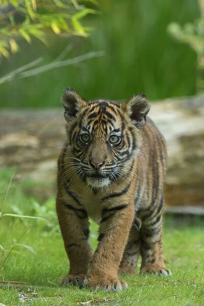 RF- Juvenile Sumatran tiger (Panthera tigris sumatrae), aged four months, captive